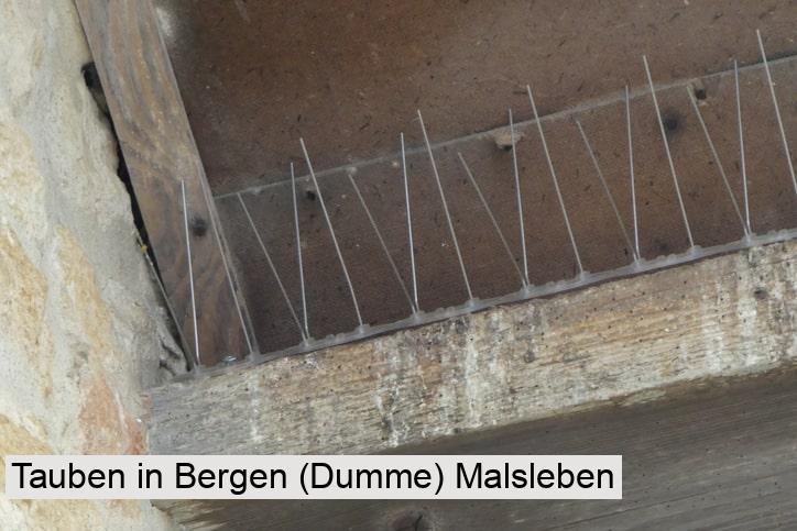 Tauben in Bergen (Dumme) Malsleben